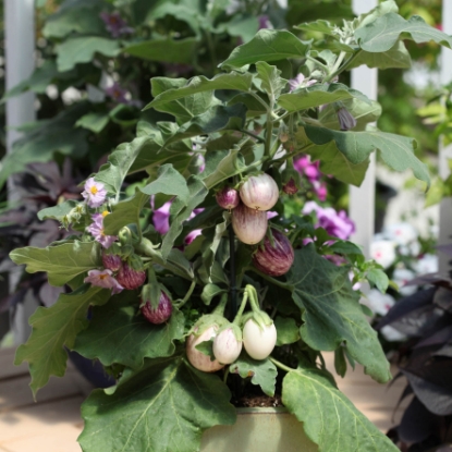 Picture of Aubergine Pinstripe F1